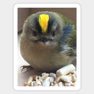 Punk Rock Chick - King of the Birds! My Friend the Goldcrest! Sticker